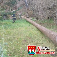 Baum auf Haus gestürzt